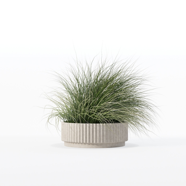 Grass in big flower pot