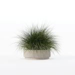 Grass in big flower pot