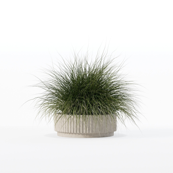 Grass in big flower pot