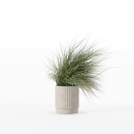 Grass in big flower pot