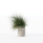 Grass in big flower pot