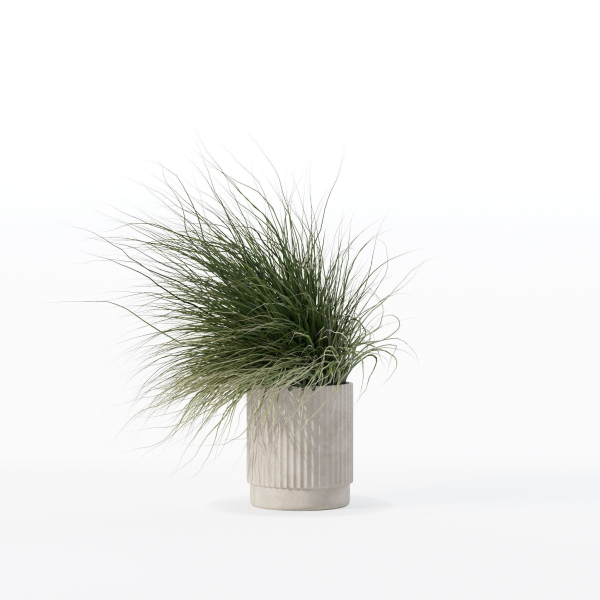 Grass in big flower pot