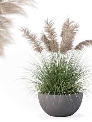 Grass in big flower pot