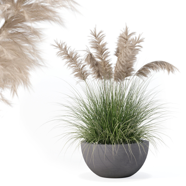 Grass in big flower pot