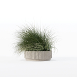 Grass in big flower pot