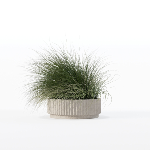 Grass in big flower pot