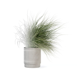 Grass in big flower pot