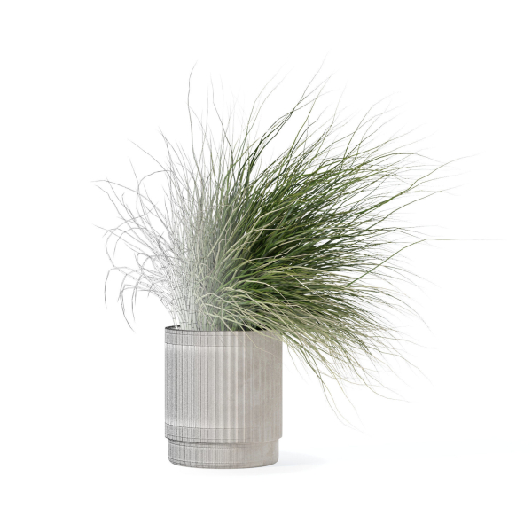 Grass in big flower pot