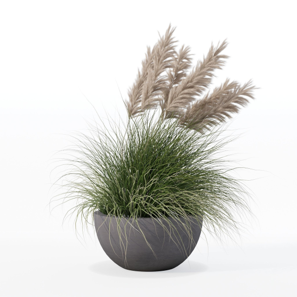 Grass in big flower pot