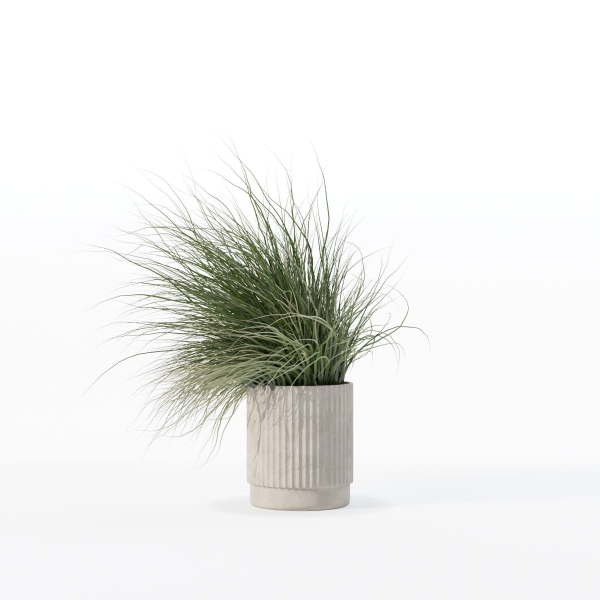 Grass in big flower pot