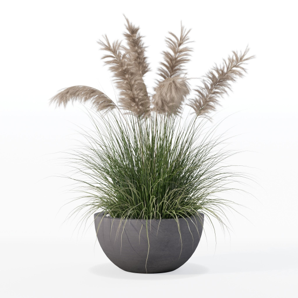 Grass in big flower pot