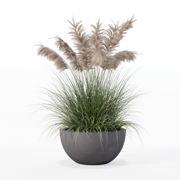 Grass in big flower pot