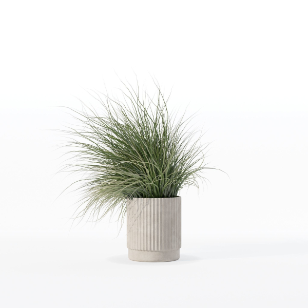 Grass in big flower pot