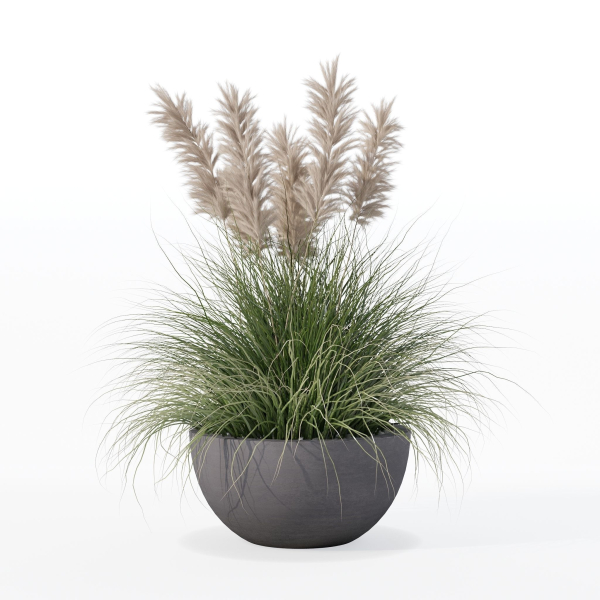 Grass in big flower pot