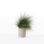 Grass in big flower pot