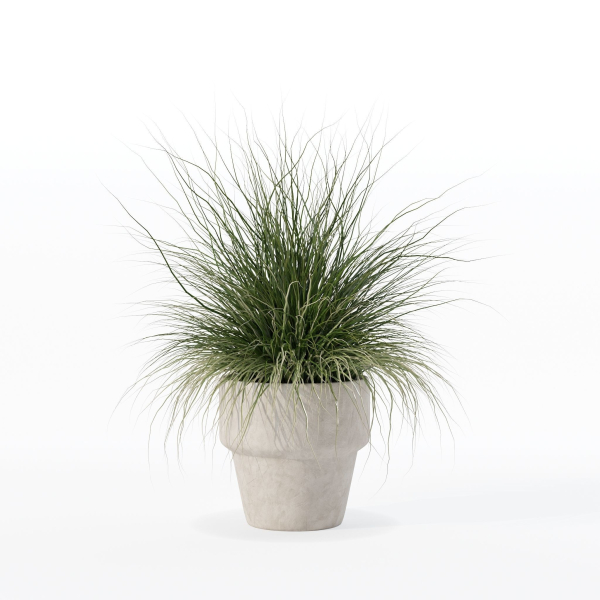 Grass in big flower pot