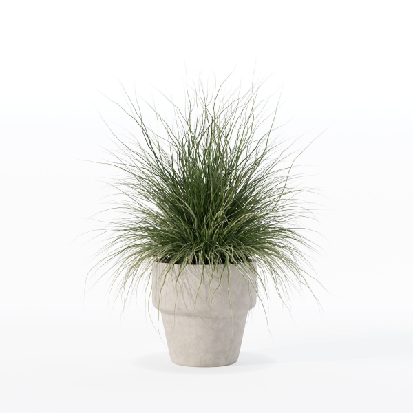 Grass in big flower pot