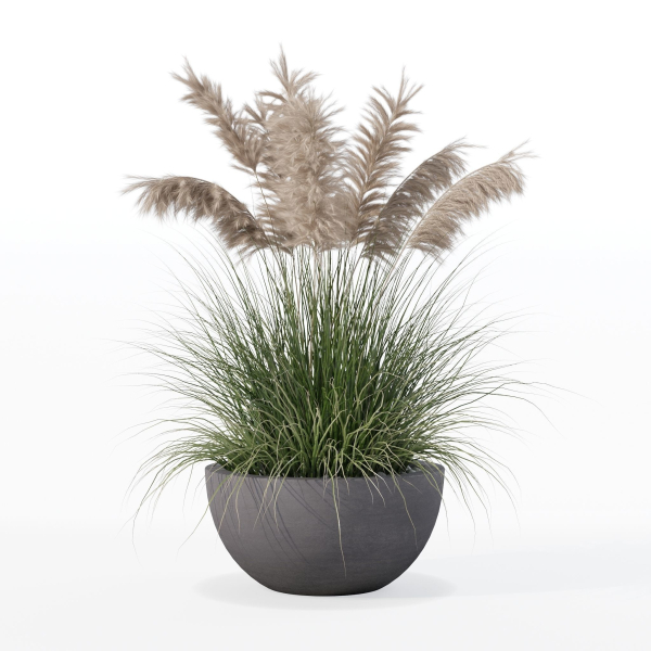 Grass in big flower pot