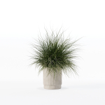 Grass in big flower pot