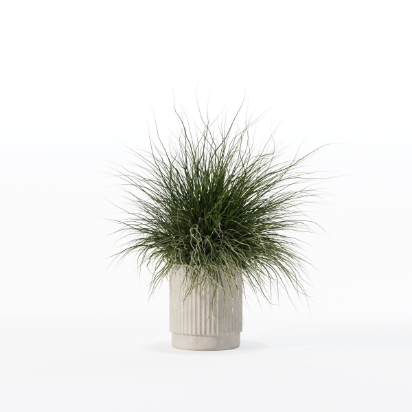 Grass in big flower pot