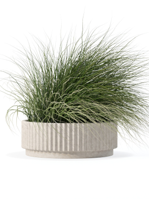 Grass in big flower pot