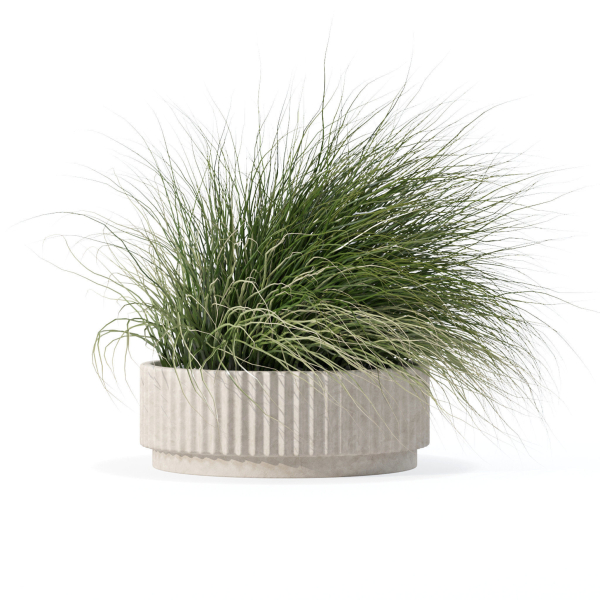 Grass in big flower pot