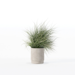 Grass in big flower pot