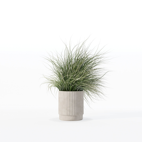 Grass in big flower pot