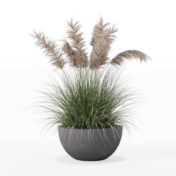 Grass in big flower pot