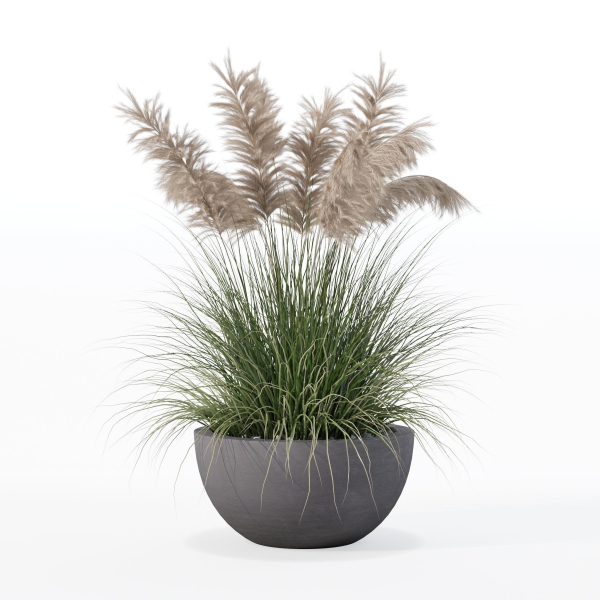 Grass in big flower pot