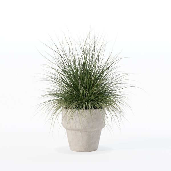 Grass in big flower pot