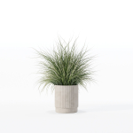 Grass in big flower pot