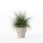 Grass in big flower pot
