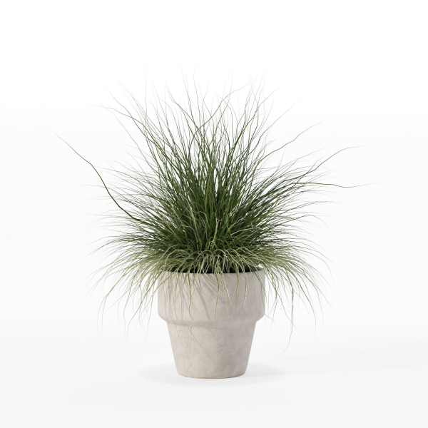 Grass in big flower pot