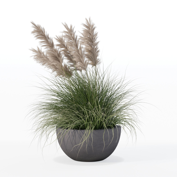 Grass in big flower pot