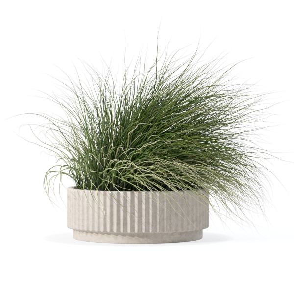 Grass in big flower pot