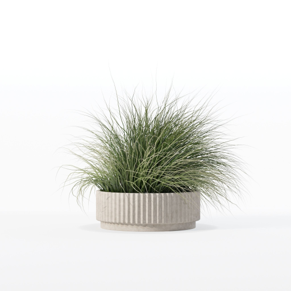 Grass in big flower pot