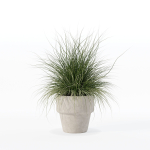 Grass in big flower pot