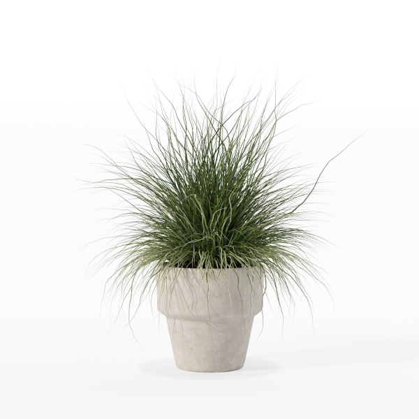 Grass in big flower pot