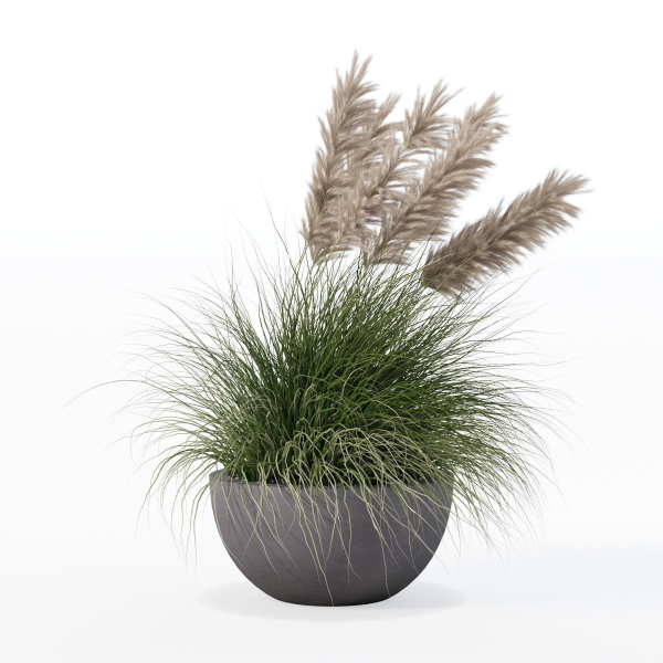 Grass in big flower pot