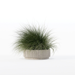 Grass in big flower pot
