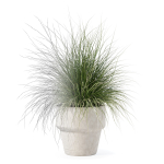 Grass in big flower pot