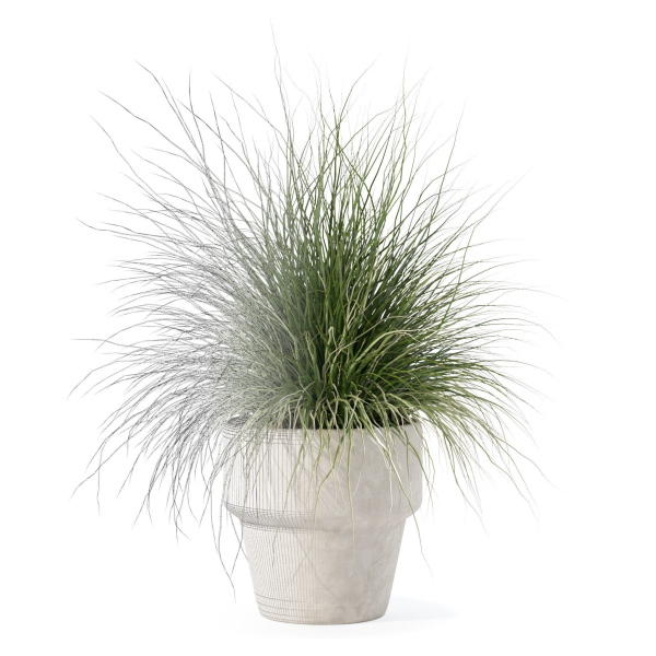 Grass in big flower pot