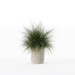 Grass in big flower pot