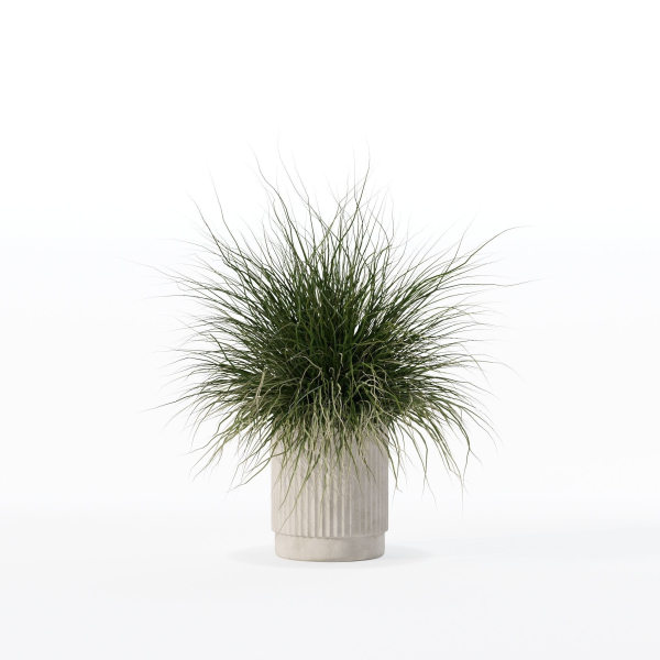 Grass in big flower pot