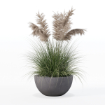 Grass in big flower pot