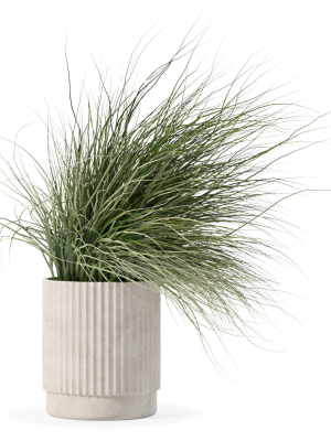 Grass in big flower pot
