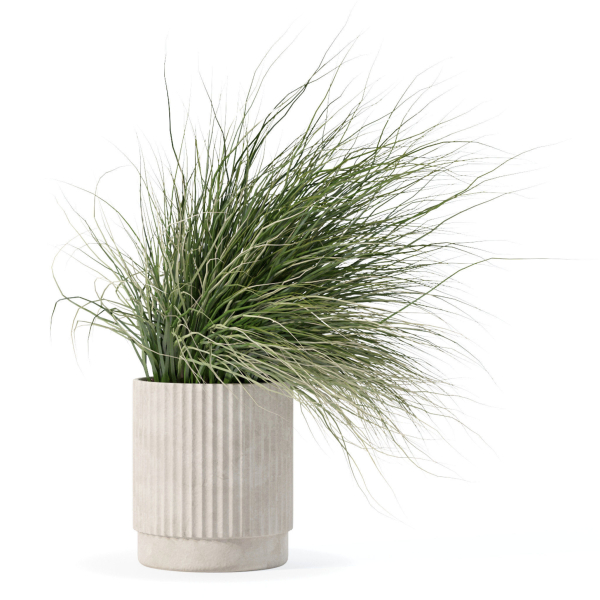 Grass in big flower pot