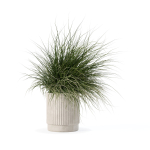 Grass in big flower pot