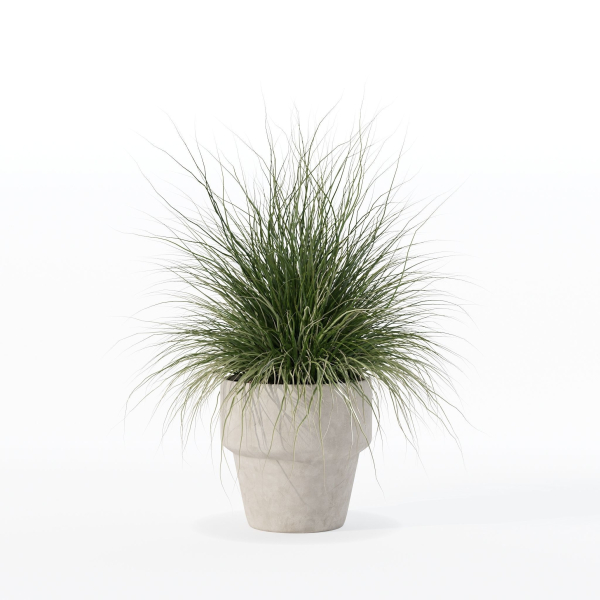 Grass in big flower pot